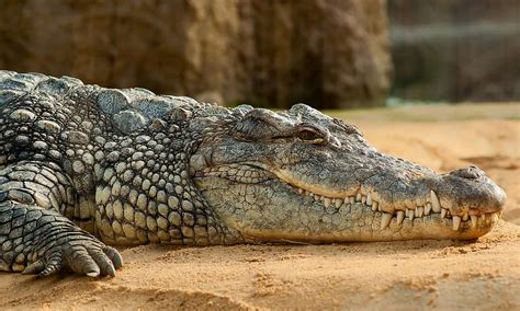 crocodile, brown, sand, nile crocodile, crocodylus niloticus, zoo, animal themes, animal ...