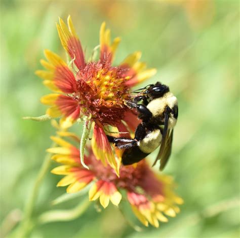 Create bumblebee habitat | Native bees, Habitats, Bee