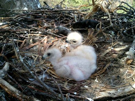 Red-Tailed Baby Hawks Saved by Blue Ridge Crew - WataugaOnline.com