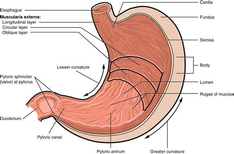 The Stomach · Anatomy and Physiology