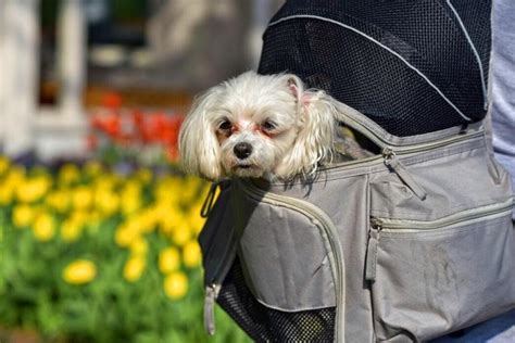 A Pocketful of Fun: Pocket Pets | PetvBlog