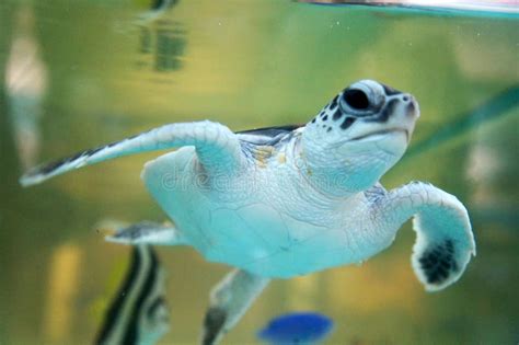 Baby Turtle Keep in the Breeding Aquarium. Stock Image - Image of breed, aquarium: 139094801