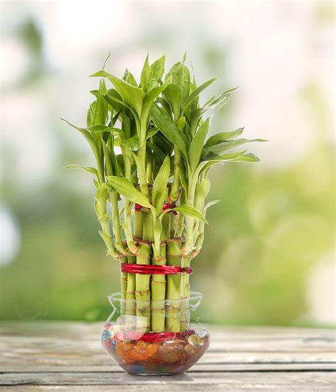 Nurturing Green Lucky Bamboo 2 Layer Plant With Round Glass Pot: Buy Nurturing Green Lucky ...