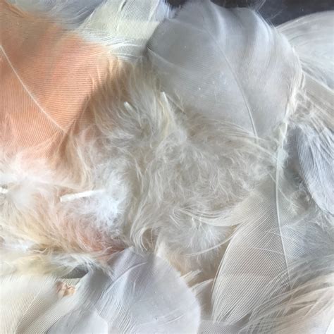 30 cockatoo FEATHERS//1-3//real naturally molted | Etsy