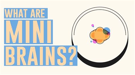 What are mini brains? - Kidpid