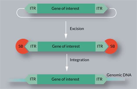 19+ in recombinant dna methods the term vector can refer to - LyndsyCadell