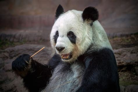 Premium Photo | Panda eating food in the natural atmosphere of the zoo.