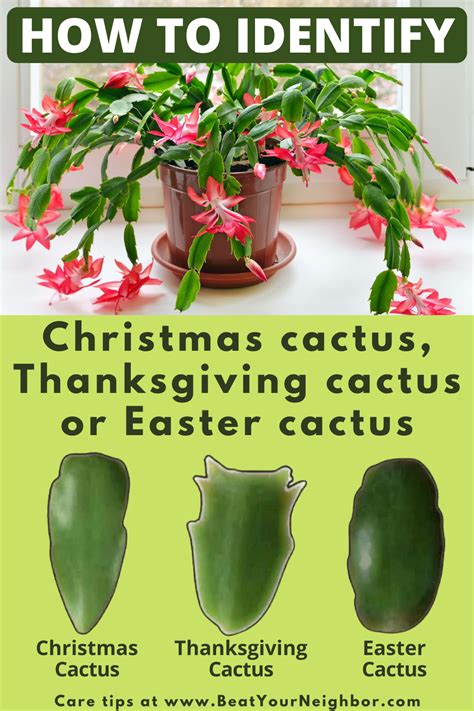 Christmas Cactus Care - Beat Your Neighbor