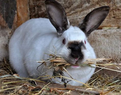 What's the gestation period of a rabbit? - SimplyRabbits - Rabbit care