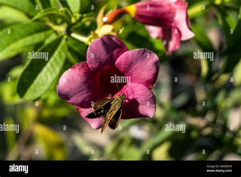 Hibiscus rosa-sinensis, known colloquially as Chinese hibiscus, China ...