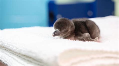 The Shedd’s New Baby Penguins Are Adorable in Latest Pictures | Chicago News | WTTW