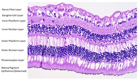 Retina Histology