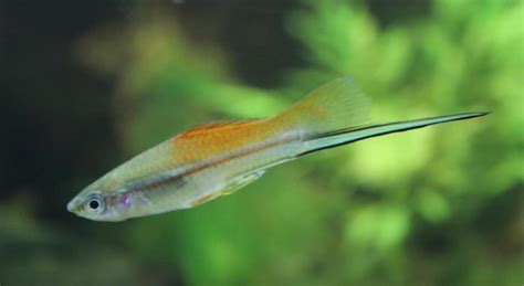 Livebearer Fish List |15 livebearers for home aquarium – Fishkeeping Forever