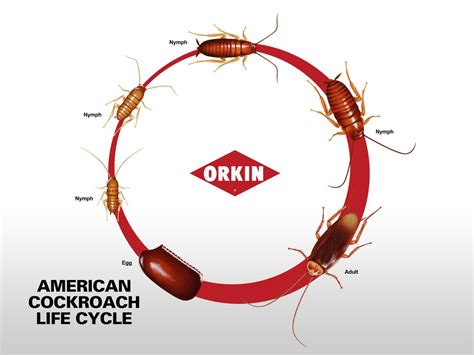 American Cockroach Life Cycle