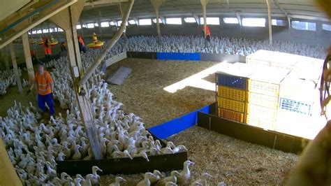 Duck Factory Farming Exposed In New Investigation