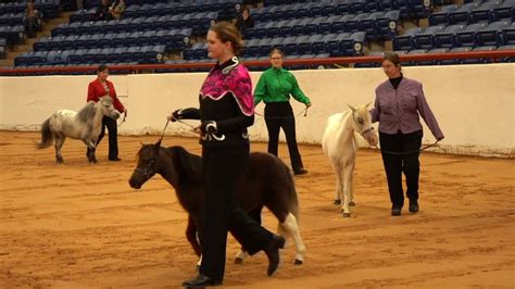 Big Prizes for Small, But Mighty, Competitors in Miniature Horse Show ...