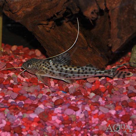 Spotted Pictus Catfish (Pimelodus pictus) - Aqua Imports