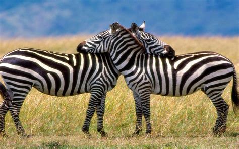 Love Between Two Zebras Hd Wallpaper : Wallpapers13.com