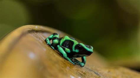 5 of the World's Most Poisonous Frogs