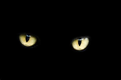 Black Cat Eyes Wallpaper (69+ images)