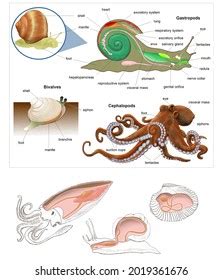 Molluscs External Internal Anatomy Some Examples 库存插图 2019361676 | Shutterstock