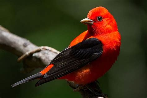 What Makes a Bird a Passerine? | Animals, Pet birds, What is a bird