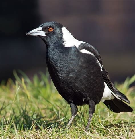 Australian Magpies Seem Nice – Brian.Carnell.Com