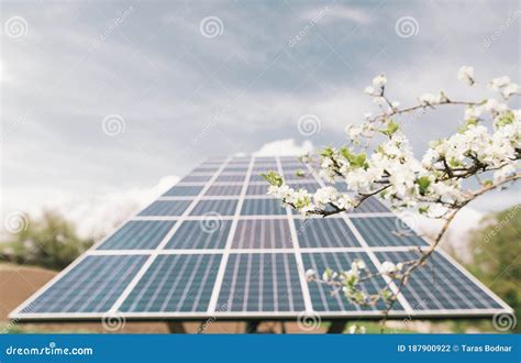 Spring Flower Of A Tree On The Background Of Solar Panels In The Garden. Solar Energy System ...