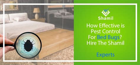 How Effective is Pest Control for Bed Bugs on Clean Surfaces