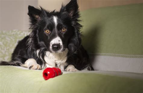 Best Rawhide Alternatives For Dogs | POPSUGAR Pets