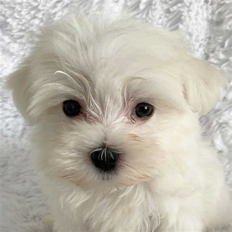 Maltese Puppy for Sale - Heavenly Puppies