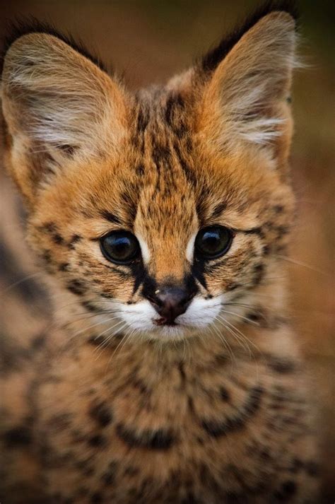 An adorable serval kitten - Cats N' Kittens - Cat Pictures - Cute Kittens