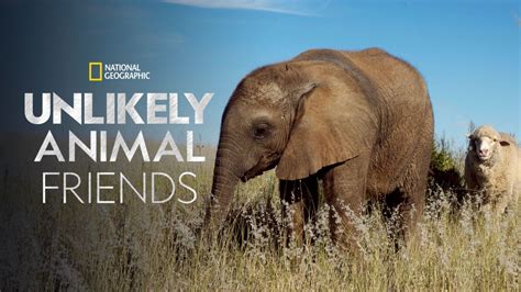 Watch Unlikely Animal Friends | Full episodes | Disney+