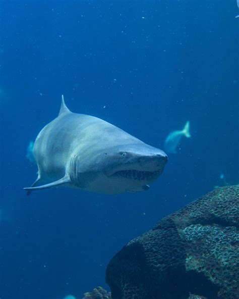 Sand Tiger Shark · Tennessee Aquarium