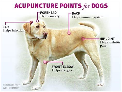 Acupuncture Points for dogs | Holistic pet, Acupuncture, Dogs