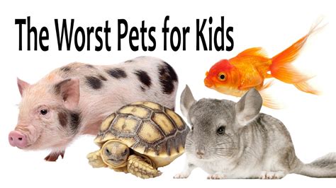 The Worst Pets for Kids – Pet News Live