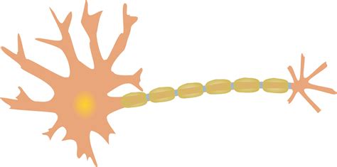 Neuron Clipart - Png Download - Full Size Clipart (#234570) - PinClipart