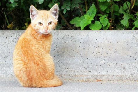 Mange in Cats: Causes, Symptoms, Treatment, and Prevention