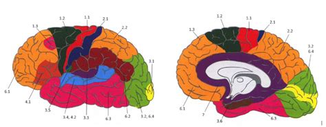 sulci gyri Diagram | Quizlet