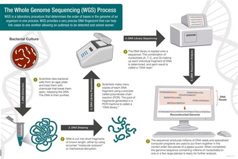 End-to-End Genome Sequencing