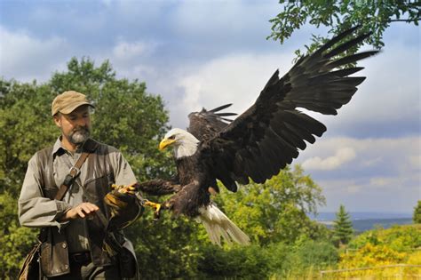 Bald Eagle vs Human Size: A Comparison of Size and Threat