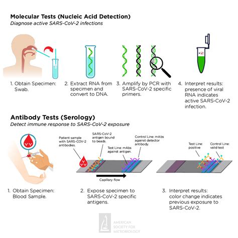 What Is Pcr Testing For Coronavirus : Covid 19 Pcr Test With Fit To Fly ...