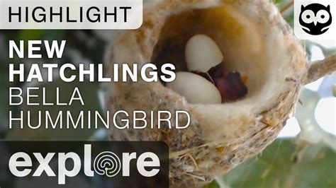 New Hatchlings - Bella Hummingbird Nest - Live Cam Highlight - YouTube