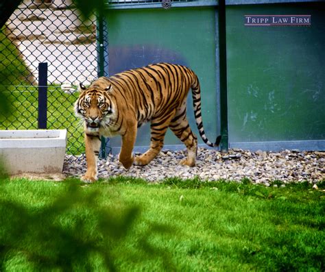 Florida Zoo Avoids Fault in Tiger Attack - Tripp Law Firm