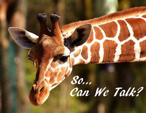 12 Sounds Giraffes Make - Owlcation