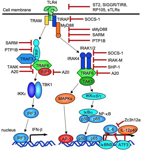 Negative regulators of TLR signaling. TLR signaling is suppressed at... | Download Scientific ...