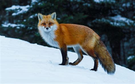 animals, Nature, Fox, Wildlife, Snow Wallpapers HD / Desktop and Mobile Backgrounds