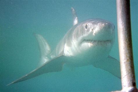 Great white shark - Wikipedia