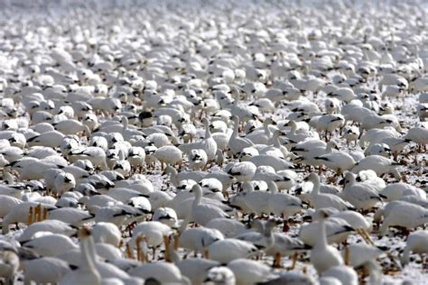 Stunning photos from the snow goose migration - Cottage Life