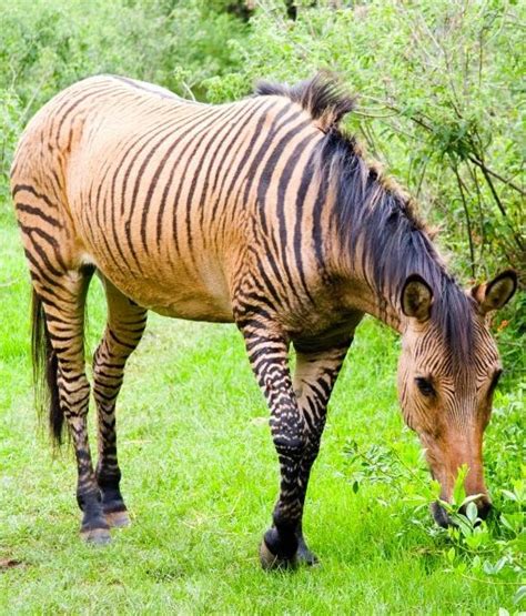 The Zorse - PawNation hybred zebra father/horse mother | Zorse, Horses ...